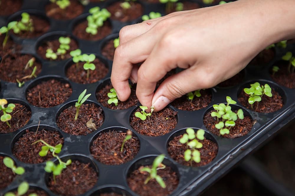 Young vibrant crop seedlings planted in disciplined straight field rows