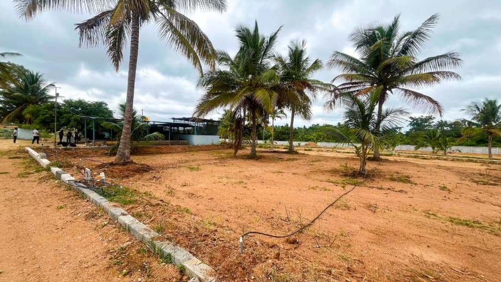 Cultivated farm plots with rows of coconut palm trees at Coconut Garden in Bidadi